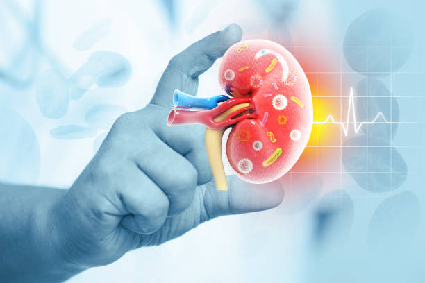 Ayurvedic Treatment for Kidney Disease: