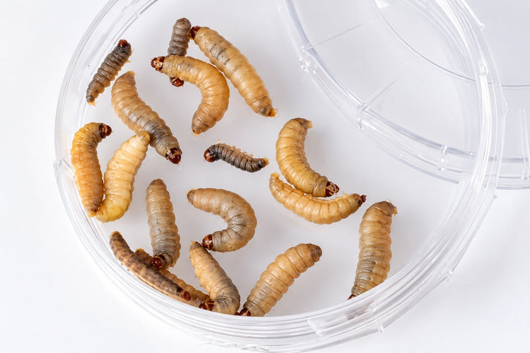 Worms