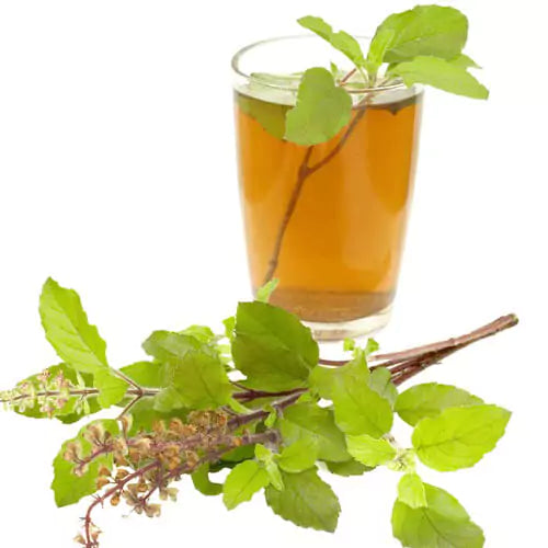 Tulsi Tea & Infusions